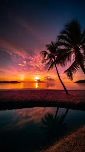 cook islands,hawaii,coconut tree,palm tree silhouette,tropical island,tropical beach,sunset beach,sunrise beach,french polynesia,coconut palms,palm tree,palm silhouettes,mauritius,philippines,coconut 