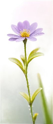 aromatic aster,osteospermum,china aster,cosmea,tatarian aster,purple daisy,crown chakra flower,flowers png,african daisy,anemone japonica,senetti,cosmea bipinnata,cosmos flower,aster,purple coneflower,violet chrysanthemum,winter aster,new york aster,the lavender flower,smooth aster,Photography,Documentary Photography,Documentary Photography 14