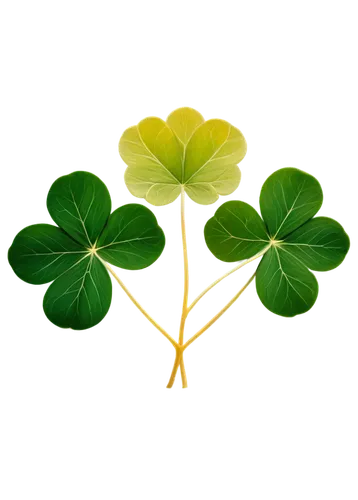 three leaf clover,five-leaf clover,4-leaf clover,four-leaf clover,four leaf clover,celtic tree,a four leaf clover,lucky clover,shamrock,4 leaf clover,spring leaf background,clover leaves,st patrick's day icons,pot of gold background,clovers,medium clover,saint patrick,irish,shamrocks,irishness,Illustration,Abstract Fantasy,Abstract Fantasy 18