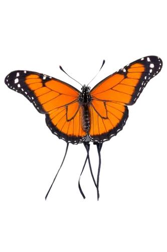 euphydryas,vanessa atalanta,scotch argus,butterfly vector,vanessa (butterfly),polygonia,melitaea,viceroy (butterfly),orange butterfly,hesperia (butterfly),brush-footed butterfly,white admiral or red spotted purple,butterfly clip art,heliconius hecale,vanessa cardui,lepidoptera,lycaena phlaeas,hesperia comma,atala,lycaena,Illustration,Paper based,Paper Based 22