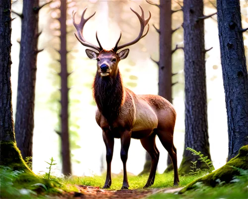 european deer,red deer,whitetail,male deer,stag,blacktail,forest animal,pere davids male deer,elk,antlered,glowing antlers,whitetail buck,barathea,deer,gold deer,baratheon,deers,fallow deer,red-necked buck,venado,Conceptual Art,Daily,Daily 31