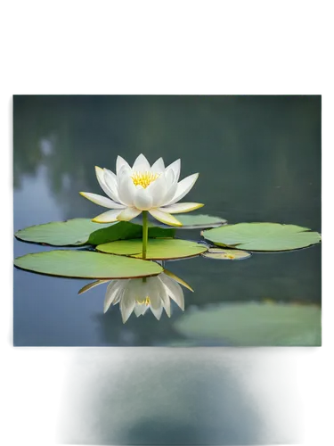 white water lily,lotus on pond,fragrant white water lily,pond lily,white water lilies,water lily,flower of water-lily,water lilly,waterlily,large water lily,water lily flower,lotus png,pond flower,water lotus,broadleaf pond lily,lotus effect,water lilies,sacred lotus,lotus flowers,lotuses,Art,Classical Oil Painting,Classical Oil Painting 16