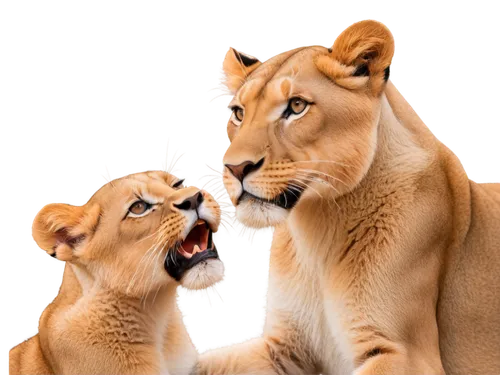 lionesses,lions couple,lion with cub,lion father,white lion family,male lions,two lion,panthera leo,lion children,leones,ligers,lions,disneynature,leonine,felids,she feeds the lion,lioness,mothers love,roar,motherly love,Art,Artistic Painting,Artistic Painting 39