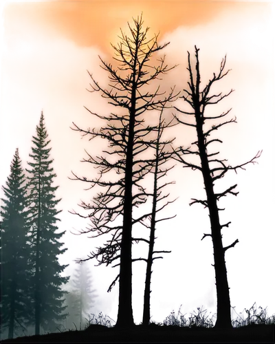 fir tree silhouette,pine trees,coniferous forest,spruce forest,fir forest,dusk background,larches,forest background,treeline,pine forest,larch forests,spruce trees,watercolor pine tree,larch trees,forests,fir trees,metasequoia,pine tree,trees,isolated tree,Illustration,Children,Children 02