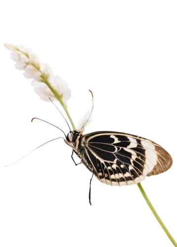 melanargia,palamedes swallowtail,melanargia galathea,papilio,butterfly moth,six spot burnet moth,zebra swallowtail,papilio rumanzovia,marbled white butterfly,papilio machaon,hesperia (butterfly),melitaea,black-veined white butterfly,variegated fritillary,brush-footed butterfly,swallowtail,lepidoptera,giant swallowtail,hybrid black swallowtail butterfly,ramphastidae,Illustration,Paper based,Paper Based 09