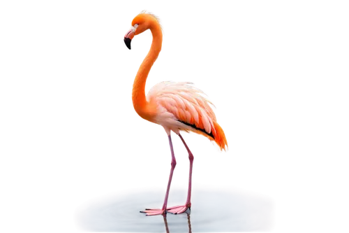 greater flamingo,flamingo,pink flamingo,flamingo with shadow,flamingo couple,two flamingo,flamingo pattern,cuba flamingos,flamingos,crane-like bird,lawn flamingo,flamingoes,bird png,grey neck king crane,bird illustration,pink flamingos,platycercus,anthropomorphized animals,an ornamental bird,tropical bird climber,Illustration,Abstract Fantasy,Abstract Fantasy 01