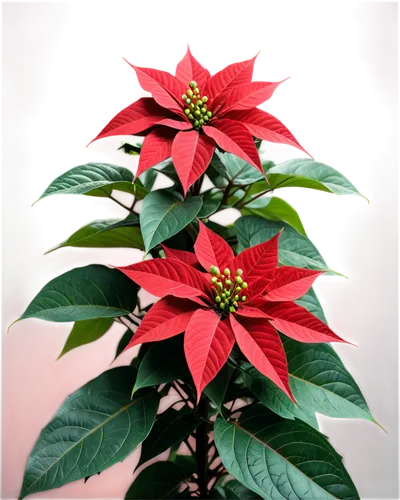 Poinsettia plant, festive holiday season, large green leaves, brightly colored bracts, star-shaped flowers, red and green petals, delicate stem, subtle veins on leaves, morning dew, soft natural light