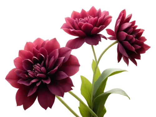 flowers png,chrysanthemum background,red carnations,red chrysanthemum,tulip background,flower wallpaper,flower background,red tulips,carnation flower,red carnation,pink carnations,pink chrysanthemum,sea carnations,spring carnations,pink carnation,twin flowers,red flowers,flower illustrative,floral digital background,dianthus,Art,Classical Oil Painting,Classical Oil Painting 15