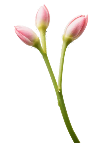 pink tulip,tulip background,flower bud,pink tulips,flowers png,flower wallpaper,tulipa,two tulips,pink flower,tulip flowers,flower background,tuberose,tulip blossom,flower opening,rose bud,tulips,tulip,pink lisianthus,the flower buds,valentine flower,Conceptual Art,Oil color,Oil Color 15