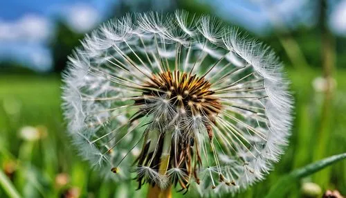 close up of dandelion, no people, landscape only,common dandelion,dandelion background,dandelion flower,dandelion seeds,dandelion,taraxacum,dandelion flying,dandelion field,flying dandelions,dandelion