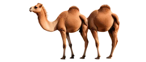 Two camels, standing back to back, humps on backs, long eyelashes, soft fur, brown coats, slender legs, hooves, calm facial expressions, gentle eyes, warm sunlight, shallow depth of field, 3/4 composi