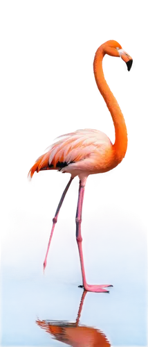 greater flamingo,flamingo,cuba flamingos,pink flamingo,two flamingo,flamingos,flamingo with shadow,flamingo couple,phoenicopterus,lawn flamingo,flamingoes,phoenicopteridae,phoenicopteriformes,flamininus,water bird,gwe,pink flamingos,roseate spoonbill,trumpet of the swan,garrison,Art,Classical Oil Painting,Classical Oil Painting 39