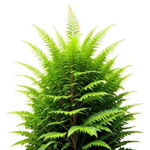 fern plant,ostrich fern,leucaena,leaf fern,ferns,fern leaf,fern fronds,fern,fir fronds,norfolk island pine,columbian spruce,young frond,frond,fouquieria splendens,forest plant,green foliage,acacia,terrestrial plant,mimosa tenuiflora,thuja,Photography,General,Realistic