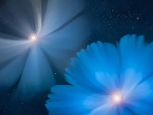 cosmos,a computer screen that is turned on in light,cosmic flower,blue petals,stargazers,moonflower,night-blooming cereus,flowers celestial