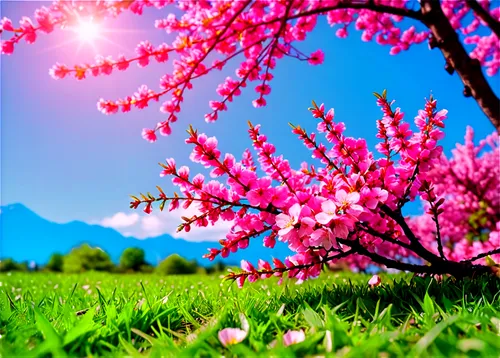 spring background,springtime background,japanese sakura background,spring blossom,spring nature,flower background,pink grass,blossom tree,cherry blossom tree,sakura background,pink cherry blossom,nature background,spring leaf background,sakura cherry tree,easter background,spring greeting,spring blossoms,cherry trees,cherry tree,cherry blossoms,Conceptual Art,Sci-Fi,Sci-Fi 28