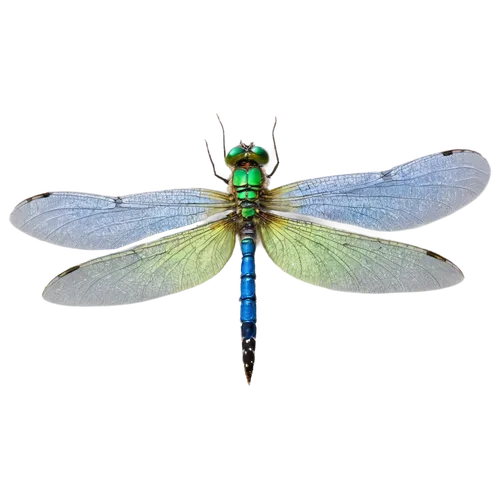 libellula,dragonfly,spring dragonfly,damselfly,odonata,adonis dragonfly,four-spot dragonfly,cychropsis,aurora butterfly,butterflyer,banded demoiselle,drosophila,sesiidae,lacewing,spinnerets,drosophilidae,dragonflies,oecophoridae,glass wings,large aurora butterfly,Illustration,Abstract Fantasy,Abstract Fantasy 09