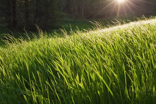 wheat germ grass,long grass,sun rays,aaa,sunrays,meadow fescue,silver grass,light rays,blade of grass,sweet grass,sunbeams,sunray,trembling grass,arrowgrass,grass grasses,lens flare,reed grass,meadows of dew,green grain,beam of light,Illustration,Paper based,Paper Based 08