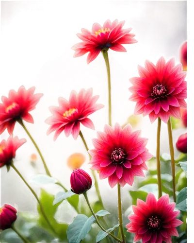 pink daisies,pink dahlias,pink chrysanthemums,pink chrysanthemum,red chrysanthemum,gerbera daisies,flower background,red gerbera,chrysanthemum background,flower wallpaper,gerbera flower pink,dahlia pink,dahlia flowers,red anemones,colorful flowers,dahlias,pink flowers,gerbera flower,african daisies,red flowers,Photography,General,Commercial