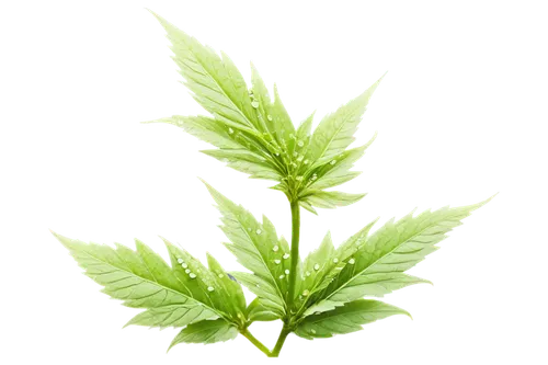 nettle leaves,cannabidiol,green leaf,motherwort,mugwort,mint leaf,spring leaf background,fern leaf,leaf background,huana,mape leaf,custody leaf,leaf fern,decarboxylase,green plant,green leaves,crop plant,indian nettle,foliage leaf,decarboxylating,Conceptual Art,Daily,Daily 10