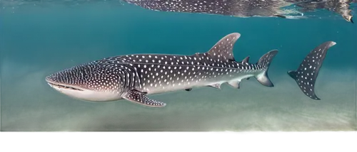 tigershark,macrocephalus,blacktip,requin,whitetip,great white shark,tiburones,tarpons,carcharhinus,synodontis,carcharias,korpus,swellshark,barracudas,underwater fish,sharkiyeh,carcharodon,catsharks,leptocephalus,shark,Photography,Documentary Photography,Documentary Photography 26