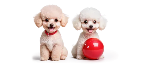 two dogs,parvovirus,color dogs,dog toys,wavelength,chiens,schnauzers,dog illustration,bichon,dogana,poodles,dog photography,christmas felted clip art,labradors,huichon,dog frame,two running dogs,pupillidae,valentine clip art,sniffers,Illustration,Black and White,Black and White 32