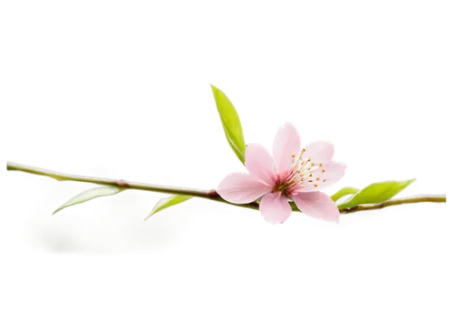 the plum flower,cherry blossom branch,plum blossom,almond flower,sakura flower,peach flower,apricot blossom,peach blossom,cherry flower,plum blossoms,almond blossom,spring blossom,apricot flowers,apple blossom branch,japanese cherry,japanese cherry blossom,spring background,sakura branch,spring flower,flower background,Art,Classical Oil Painting,Classical Oil Painting 35