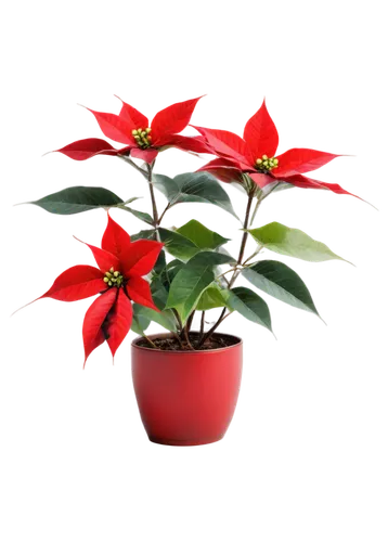 xmas plant,poinsettia,christmas flower,poinsettia flower,poinsettias,flower of christmas,potted plant,flower christmas,ornamental plant,flowers png,flower of december,red gift,christmas rose,santan,potted tree,houseplant,ornamental plants,red snowflake,christmas motif,christmas bells,Illustration,Retro,Retro 25