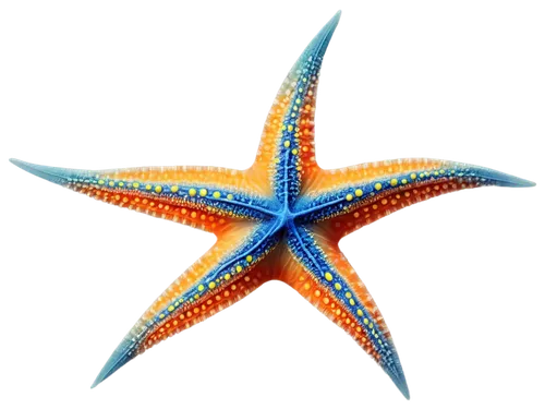 sea star,starfish,starfishes,echinoderm,bascetta star,asteracea,star illustration,six-pointed star,nautical star,six pointed star,star pattern,star anemone,sea-urchin,star-shaped,blue star,star flower,magic star flower,kriegder star,lissotriton,sea animals,Illustration,Abstract Fantasy,Abstract Fantasy 18