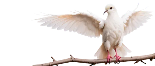 Dove of peace, white feathers, gentle eyes, soft pink beak, peaceful expression, wings spread wide, perched on a branch, morning light, warm color tone, shallow depth of field, 3/4 composition, cinema