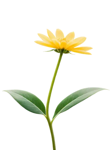 flowers png,small sun flower,minimalist flowers,yellow flower,helianthus,sand coreopsis,asteraceae,yellow calendula flower,rudbeckia,flower background,yellow chrysanthemum,single flower,calenduleae,yellow gerbera,yellow petal,xerochrysum bracteatumm,calendula,helianthus occidentalis,yellow rose background,yellow petals,Illustration,Black and White,Black and White 12