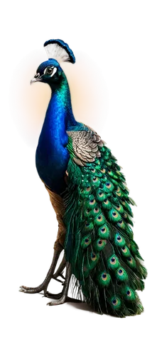 male peacock,peacock,peafowl,blue peacock,peacock feathers,an ornamental bird,fairy peacock,ornamental bird,guatemalan quetzal,cassowary,nicobar pigeon,peacocks carnation,prince of wales feathers,bird png,quetzal,emberizidae,peacock feather,peacock eye,anatidae,perico,Art,Classical Oil Painting,Classical Oil Painting 31