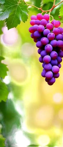 purple grapes,bright grape,elder berries,wine grape,red grapes,winegrape,grape,grapes,purple grape,grape vine,beautyberry,anthocyanin,wood and grapes,blue grapes,goose berries,grape bright grape,cluster grape,table grapes,berries,wine grapes,Illustration,Japanese style,Japanese Style 01