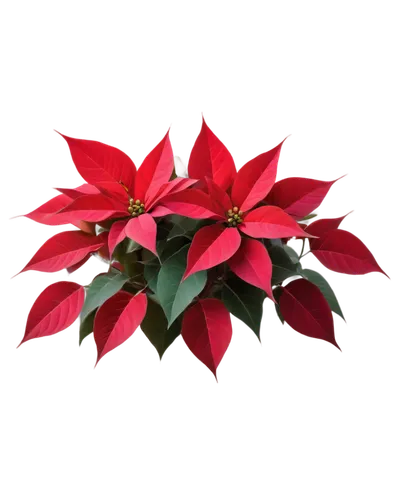 poinsettia,natal lily,poinsettia flower,christmas flower,xmas plant,ixora,flowers png,flower of christmas,christmas orchid,ornamental plant,cestrum,ornamental shrub,christmas garland,holly wreath,ornamental plants,anthurium,red snowflake,syzygium,red foliage,decorative bush,Illustration,Realistic Fantasy,Realistic Fantasy 32