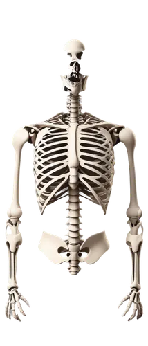 skeletal,vintage skeleton,skeleton,human skeleton,skelemani,osteoporotic,mermaid skeleton,calcium,bowl bones,osteopath,skeletal structure,skelly,osteoporosis,skeletonized,skelid,skull rowing,scull,skull bones,bone,boneparth,Illustration,Realistic Fantasy,Realistic Fantasy 44