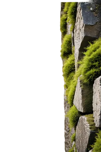 moss landscape,spleenwort,moss saxifrage,moss,stone wall,wall,forest moss,green wallpaper,bryophytes,bryophyte,tree moss,clubmoss,longwall,walling,mountain stone edge,hedwall,stonewalls,mossy,sporophytes,stone fence,Illustration,Japanese style,Japanese Style 05