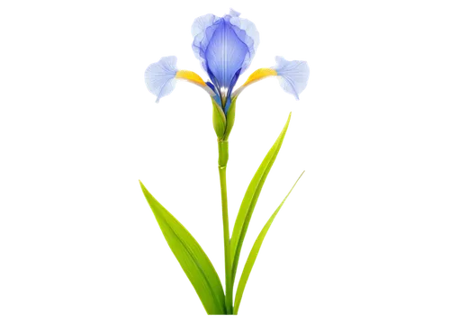 Delicate blue iris flower, petals curved downwards, yellow center, slender stem, green leaves, solo, soft natural light, shallow depth of field, macro shot, 3/4 composition, warm color tone, cinematic