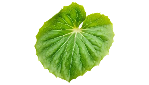 leaf background,spring leaf background,patrol,green wallpaper,green leaf,mint leaf,chlorosis,beech leaf,tropical leaf,leaf green,fig leaf,petascale,cabbage leaves,bigleaf,aaa,humulus,trumpet leaf,nettle leaves,defend,aaaa,Conceptual Art,Daily,Daily 06