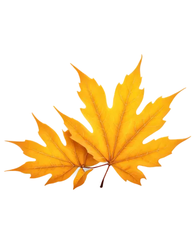 yellow maple leaf,yellow leaf,autumn leaf,maple leave,fall leaf,golden leaf,leaf background,fallen leaf,autumn leaf paper,suspended leaf,red maple leaf,maple branch,beech leaf,spring leaf background,maple foliage,yellow leaves,autumn frame,autumn background,yellow orange,oak leaf,Photography,Artistic Photography,Artistic Photography 03