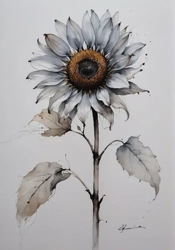 Sunflower in abstract style. The petals are outlined with slender black lines, and a blend of light gray and black ink is used to create a soft and light texture. The center of the flower is darker in