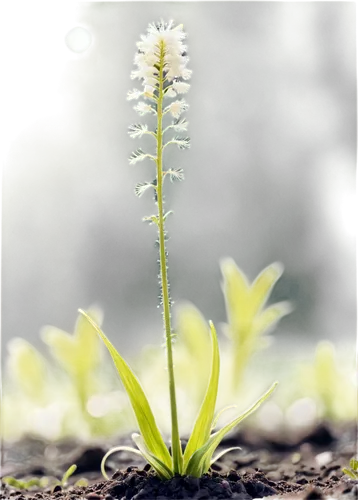 forest orchid,plantago,sanguisorba,darwinia,herbaceous plant,stylidium,astilbe,cyperus,adiantum,herbaceous flowering plant,platanthera,solidago,equisetum,fleabane,veratrum,small plant,actaea,rocket flower,horsetails,lily of the field,Conceptual Art,Oil color,Oil Color 21