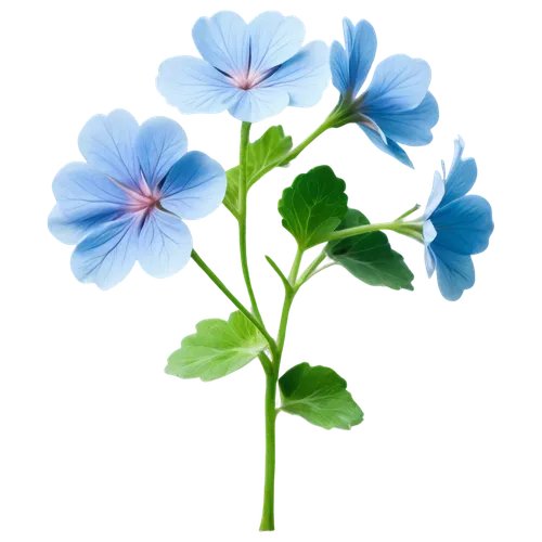 Light blue geranium, delicate petals, five-petaled flower, green leaves, slender stem, morning dew, soft sunlight, shallow depth of field, warm color tone, cinematic lighting, close-up shot, 3/4 compo