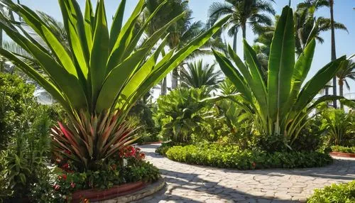 palm garden,phormium,palm pasture,wine palm,cordyline,royal palms,Photography,General,Realistic