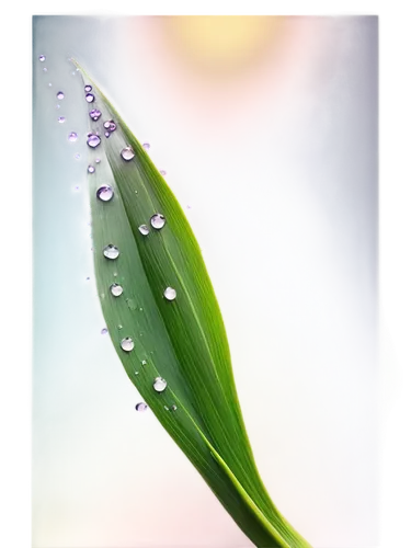 dewdrop,dewdrops,dew drop,dew drops,raindrop,waterdrop,dew droplets,water lily leaf,waterdrops,droplet,droplets,water droplet,water drop,rainwater drops,morning light dew drops,morning dew,water droplets,drop of rain,raindrops,early morning dew,Illustration,Japanese style,Japanese Style 08