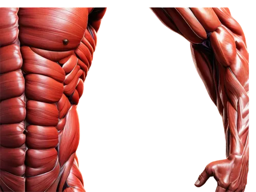 Muscular male torso, anatomical illustration, detailed muscle fibers, tendons, and ligaments, skeletal system, 3D visualization, vibrant colors, high contrast, dramatic lighting, panoramic view, extre