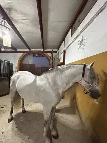 lipizzan,lipizzaner,albino horse,lipizzaners,andalusians,a white horse