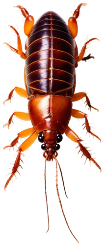 Cockroach, Florida, brown body, six legs, antennae, shiny exoskeleton, glossy eyes, crawling on floor, dark background, 3/4 composition, close-up shot, soft focus, warm color tone, realistic texture, 