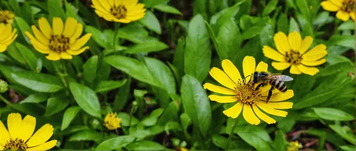 Tell a story about a striped yellow and black bee exploring a hidden yellow and black garden.,rudbeckia nitida,euryops pectinatus,hover fly,rudbeckia fulgida,syrphid fly,hornet hover fly,arnica montan