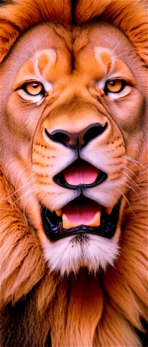 tiger png,lion,tiger head,skeezy lion,male lion,lion - feline,scar,a tiger,tigerle,lion head,african lion,panthera leo,fractalius,seam,liger,female lion,tiger,forest king lion,lion number,masai lion,Illustration,American Style,American Style 02