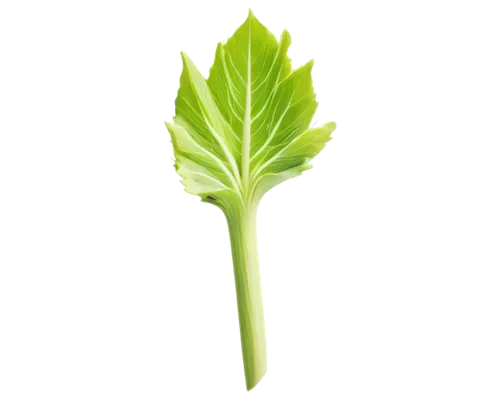 celery stalk,spring leaf background,celery plant,leaf background,green leaf,houseleek,cabbage leaves,shrub celery,leaf lettuce,bigleaf,asplenium,resprout,parsley leaves,leaf fern,leaf green,tropical leaf,fern leaf,endive,leafcutter,celery,Art,Artistic Painting,Artistic Painting 38