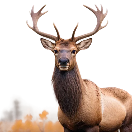 male deer,elk,whitetail buck,red deer,whitetail,cervus elaphus,elk bull,european deer,pere davids male deer,buck antlers,bull elk on lateral moraine,white-tailed deer,antler velvet,deer bull,deer illustration,manchurian stag,bucks,bull elk next to madison river,deer,mule deer,Illustration,Paper based,Paper Based 03